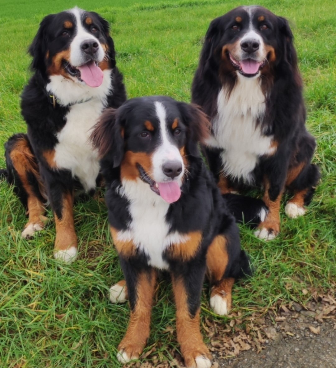 "Die Berner vom Modexer Turm"